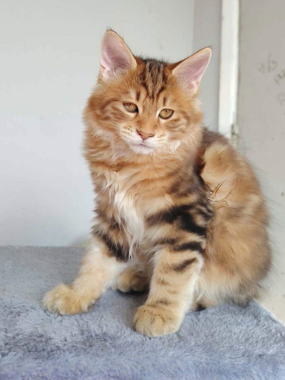 Bastet, chatonne Kurilian Bobtail black blotched, assise sur un arbre à chat, regardant l’objectif